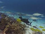 School Of Goldsaddle Goatfish, Parupeneus Cyclostomus, Bluefin Trevally, Caranx Melampygus, Hunting Tiny Fish Over Staghorn Coral