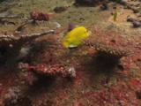 Three-Spot Angelfish, Apolemichthys Trimaculatus, Hunts Amongst Table Corals, Acropora Clathrata, On Granite Boulder