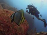 Pinnate Batfish (Dusky Batfish), Platax Pinnatus, And Scuba Diver Swimming Over Rocky Reef