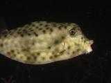 Shortnose Boxfish, Ostracion Nasus, Swimming In Open Water At Night