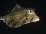Humpback Turretfish, Tetrosomus Gibbosus, Swimming At Night