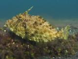 Strapweed Filefish, Pseudomonacanthus Macrurus, Over Volcanic Sand
