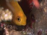 Lemon Damsel, Pomacentrus Moluccensis, Sheltering And Feeding In Coral Reef At Night