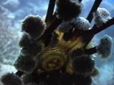 Spawning Graeffe's Sea Cucumber, Pearsonothuria Graeffei, Pulls Adhesive Tentacles Off Camera Lens
