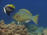 Singular Bannerfish, Heniochus Singularius, Cleans Blue-Barred Parrotfish, Scarus Ghobban