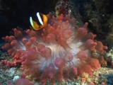 Clark's Anemonefish, Amphiprion Clarkii, And Ghost Shrimp, Cuapetes Sp., In Pink Bubble-Tip Anemone, Entacmaea Quadricolor