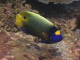 Blueface Angelfish, Pomacanthus Xanthometopon, Swimming Past Hard Corals