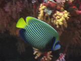 Emperor Angelfish, Pomacanthus Imperator, Swims Into Shelter Of Coral Reef