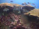 Checkered Snapper, Lutjanus Decussatus, Longfin Bannerfish, Heniochus Acuminatus, And Cardinalfish Around Lobe Coral, Porites Lobata