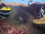 Longfin Bannerfish, Heniochus Acuminatus, And Cardinalfish Around Lobe Coral