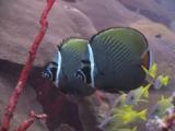 Pair Of Redtail Butterflyfish, Chaetodon Collare, On Coral Reef