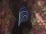 Juvenile Emperor Angelfish, Pomacanthus Imperator, Swimming In Crack In Reef
