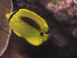 Blueblotch Butterflyfish (Bluespot Butterflyfish), Chaetodon Plebeius, Swims Over Coral Reef