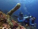 Scuba Divers Swim Past Spawning Graeffe's Sea Cucumber, Pearsonothuria Graeffei