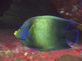 Semicircle Angelfish (Koran Angelfish), Pomacanthus Semicirculatus, Swims Over Rocky Reef