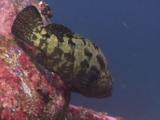 Brown-Marbled Grouper, Epinephelus Fuscoguttatus, Swims Into Shelter Of Rocks