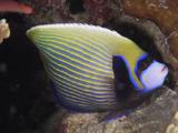 Emperor Angelfish, Pomacanthus Imperator, At Rest At Night