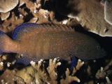 Peacock Grouper, Cephalopholis Argus, Resting On Hard Coral At Night
