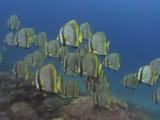 School Of Pinnate Batfish, Platax Pinnatus, Swim Along Coral Reef