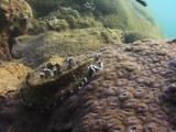 Flatworm, Acanthozoon Sp., Crawls Over Honeycomb Coral, Diploastrea Heliopora