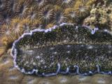 Spotted Black Flatworm, Acanthozoon Sp., Crawls Over Honeycomb Coral, Diploastrea Heliopora