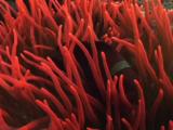 Maroon Clownfish (Spinecheek Anemonefish), Premnas Biaculeatus, Amongst Tentacles Of Fluorescent Red Bubble-Tip Anemone, Entacmaea Quadricolor