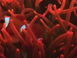 Juvenile Maroon Clownfish (Spinecheek Anemonefish), Premnas Biaculeatus, Amongst Tentacles Of Fluorescent Red Bubble-Tip Anemone, Entacmaea Quadricolor