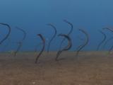 Dusky Garden Eels, Heteroconger Enigmaticus, In Their Burrows In Sand