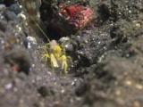 Yellow Snapping Shrimp, Alpheus Sp., Digs Sand Burrow While Periophthalma Prawn-Goby, Amblyeleotris Periophthalma, Guards