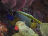 Yellow Trumpetfish, Aulostomus Chinensis, Shadows Blueface Angelfish, Pomacanthus Xanthometopon