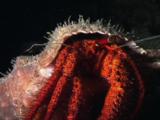 White-Spotted Hermit Crab, Dardanus Megistos, Missing An Eye