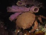 Sponge Crab, Dromia Dormia Or Lauridromia Dehaani, Carrying Branching Tube Sponge, Pseudoceratina Crassa