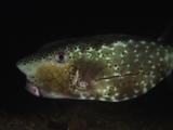 Horn-Nosed Boxfish, Ostracion Rhinorhynchos, Swimming Over Sand At Night