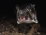Horn-Nosed Boxfish, Ostracion Rhinorhynchos, Swimming At Night