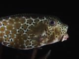 Horn-Nosed Boxfish, Ostracion Rhinorhynchos, Swimming At Night