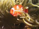 Juvenile Maroon Clownfish (Spinecheek Anemonefish), Premnas Biaculeatus, In Long Tentacle Anemone