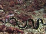 Black Ribbon Eel (Juvenile), Rhinomuraena Quaesita, Swims Across Sea Bed And Dives Into Sand Burrow
