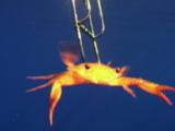 Swimming Crab, Portunus Sp., Attacks Camera Lens Under Diving Boat