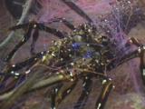 Scuba Divers Rescue Longlegged Spiny Lobster, Panulirus Longipes, Trapped In Abandoned Net