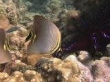 Pair Of Triangle Butterflyfish, Chaetodon Triangulum, Feeding On Reef