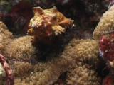 Hairy Red Hermit Crab, Dardanus Lagopodes, Walks Over Reef