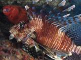 Red Lionfish (Pterois Volitans) Or Devil Firefish (Pterois Miles) And Coral Grouper, Cephalopholis Miniata
