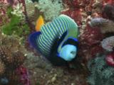 Emperor Angelfish, Pomacanthus Imperator, Feeding On Coral Reef
