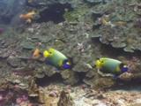 Pair Of Blueface Angelfish, Pomacanthus Xanthometopon, Swim Along Coral Reef