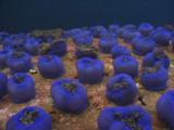Purple Closed Magnificent Sea Anemones, Heteractis Magnifica, Covering Huge Granite Boulder