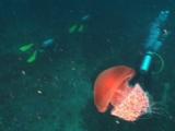 Rhizostome Jellyfish, Crambione Mastigophora, And Scuba Divers
