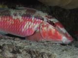 Dash-And-Dot Goatfish, Parupeneus Barberinus. Night Coloration