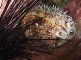 Arabian Cowrie (Arabic Cowry), Mauritia Arabica, Crawls Under Sea Urchin