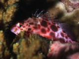 Coral Hawkfish, Cirrhitichthys Oxycephalus, Sheltering Under Hard Coral