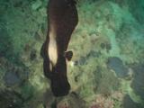Scuba Diver Shines Light At Juvenile Pinnate Batfish (Dusky Batfish), Platax Pinnatus